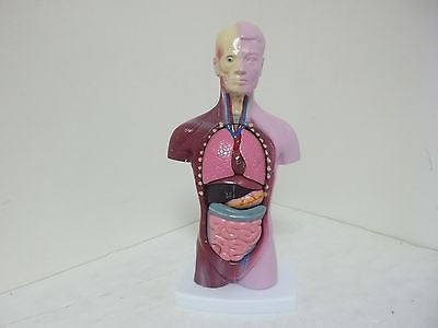 Educational Insights Human Torso Model  G1165D